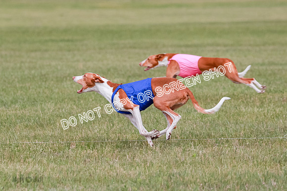 C Prelim Vet Dawn Seren Thea-7308