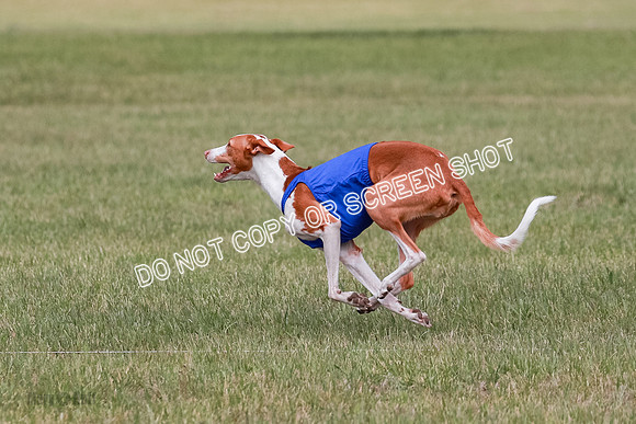 C Prelim Vet Dawn Seren Thea-7312