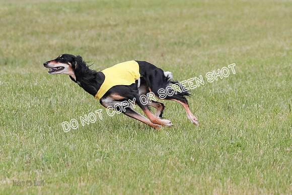 D Prelim Open-9317