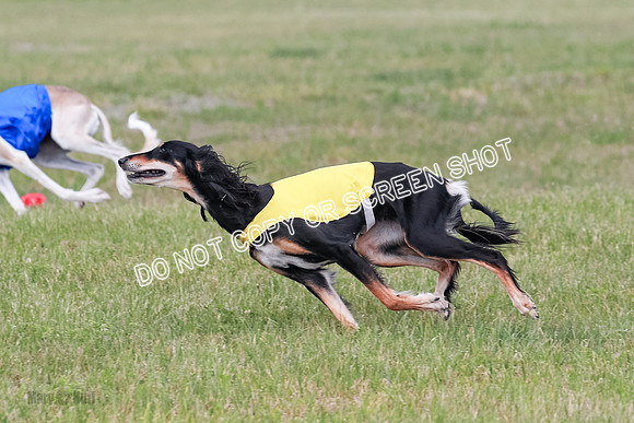 D Prelim Open-9321