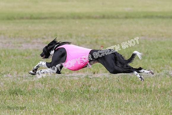D Prelim Open-9330