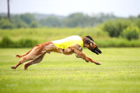 Finals Afghan Hound-1454