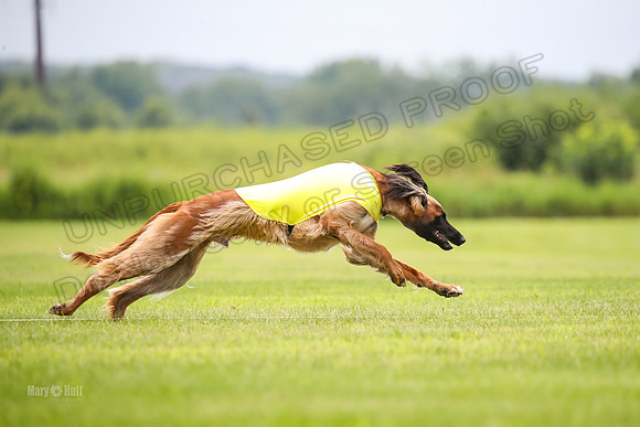 Finals Afghan Hound-1454