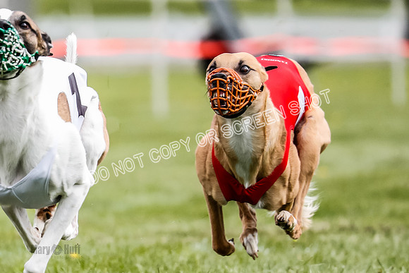 WRA, Prg 1, Race 12, Tanooki Jigsaw Cheetah Bookie-8472