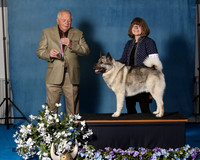 Elkhound 2020-1078