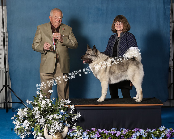 Elkhound 2020-1078