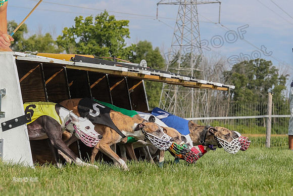 Program 1 Race 11, Babblez Bindi Cheers Finely Halima-2929