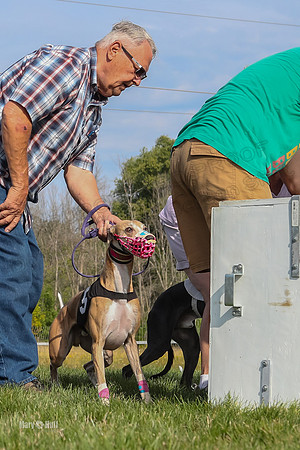 Program 1 Race 10, Bandit Valleri Bogie Booster Chip Digger-2885