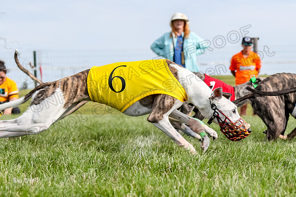 Program 1 Race 13, SweetNLow Talim WillowR Grim Halford Addie-3006