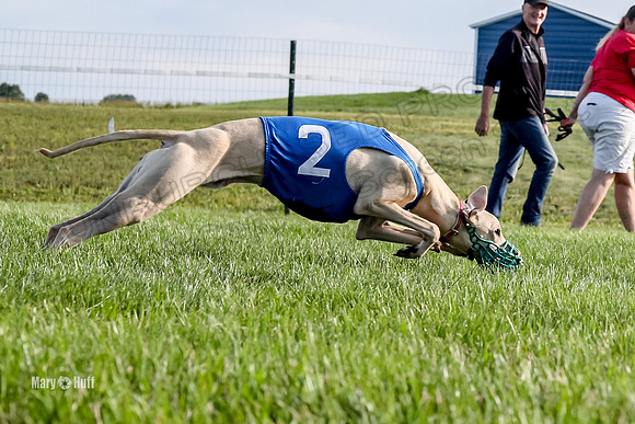 Program 1 Race 1 Puppy, Maverick Piper-2650
