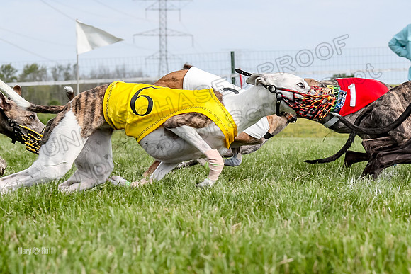 Program 1 Race 13, SweetNLow Talim WillowR Grim Halford Addie-3005