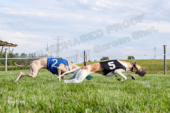 Program 1 Race 1 Puppy, Maverick Piper-2646