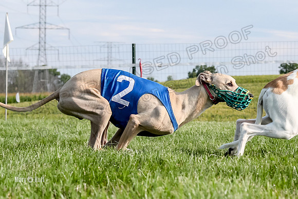 Program 1 Race 1 Puppy, Maverick Piper-2647