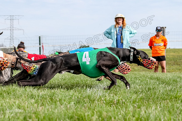 Program 1 Race 13, SweetNLow Talim WillowR Grim Halford Addie-3004
