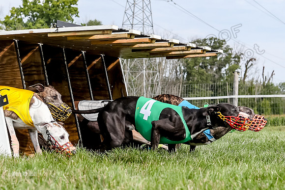 Program 1 Race 13, SweetNLow Talim WillowR Grim Halford Addie-3000