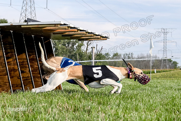 Program 1 Race 1 Puppy, Maverick Piper-2643