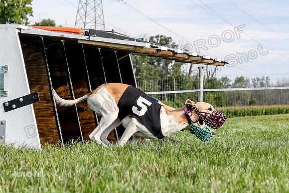 Program 1 Race 1 Puppy, Maverick Piper-2642