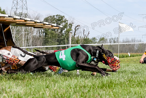 Program 1 Race 13, SweetNLow Talim WillowR Grim Halford Addie-3001