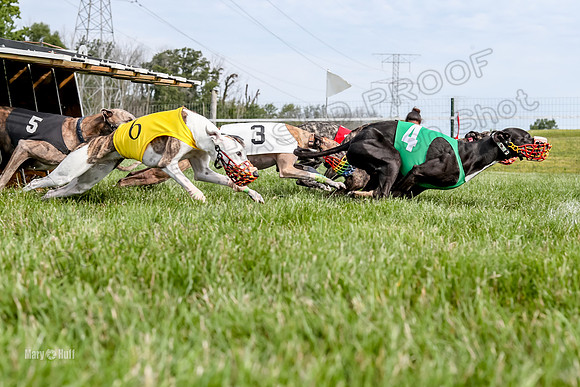 Program 1 Race 13, SweetNLow Talim WillowR Grim Halford Addie-3003