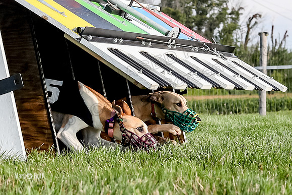 Program 1 Race 1 Puppy, Maverick Piper-2640