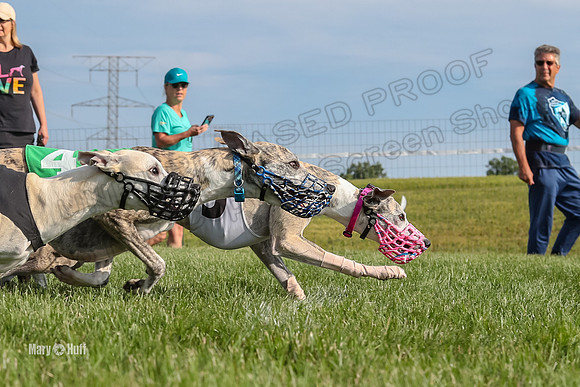 Program 1 Race 6, Bolty Stella Clara Denim Devo Gambit-2788
