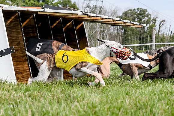 Program 1 Race 13, SweetNLow Talim WillowR Grim Halford Addie-3002