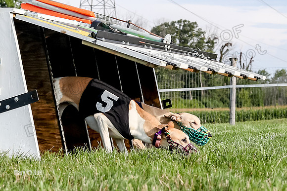 Program 1 Race 1 Puppy, Maverick Piper-2641