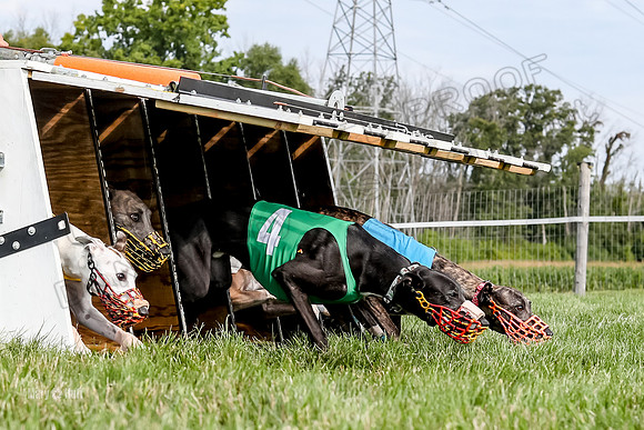 Program 1 Race 13, SweetNLow Talim WillowR Grim Halford Addie-2999