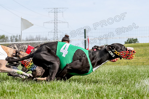 Program 1 Race 13, SweetNLow Talim WillowR Grim Halford Addie-3003-3