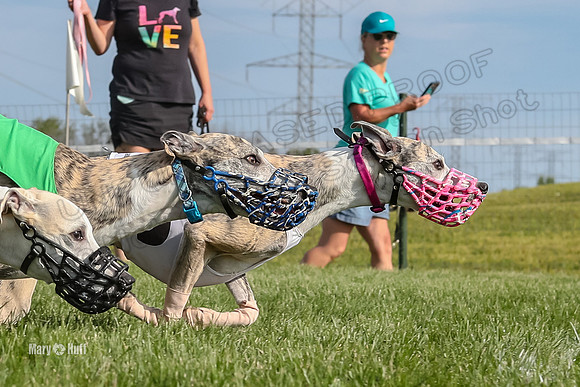 Program 1 Race 6, Bolty Stella Clara Denim Devo Gambit-2787-2