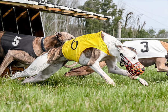 Program 1 Race 13, SweetNLow Talim WillowR Grim Halford Addie-3003-2