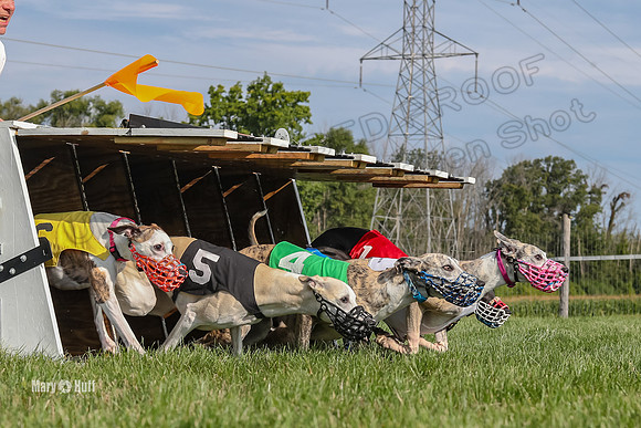 Program 1 Race 6, Bolty Stella Clara Denim Devo Gambit-2784