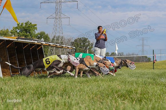 Program 1 Race 11, Babblez Bindi Cheers Finely Halima-2932