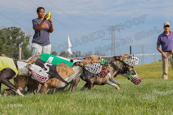 Program 1 Race 11, Babblez Bindi Cheers Finely Halima-2933