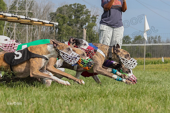 Program 1 Race 11, Babblez Bindi Cheers Finely Halima-2931
