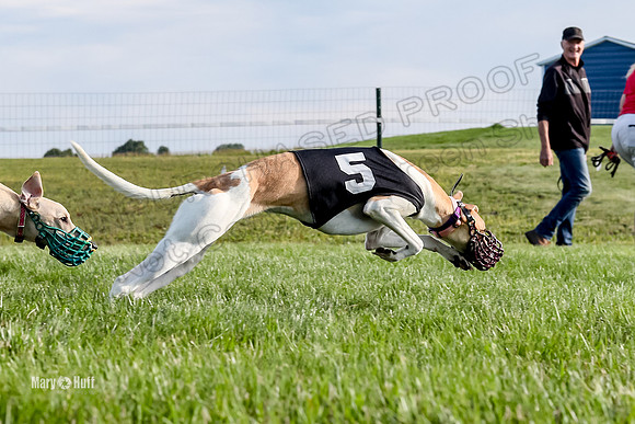 Program 1 Race 1 Puppy, Maverick Piper-2649