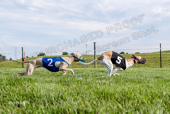 Program 1 Race 1 Puppy, Maverick Piper-2648