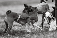 Basenji Black&White