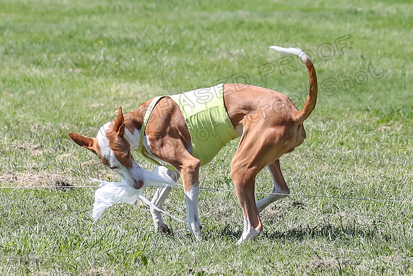 Finals Fch 2 Beastie Ginny-8330