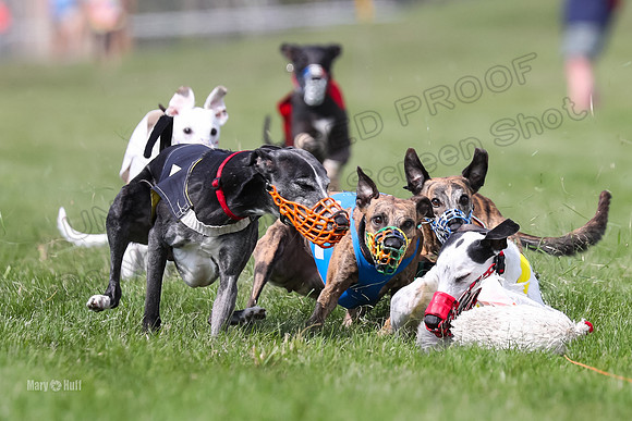 Program 2 Race 8, Bolty Amp Ready Meat Loaf Bogie Cheers-3328