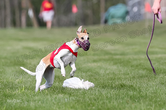 Program 2, Race 1 Puppy, Piper Maverick-3029
