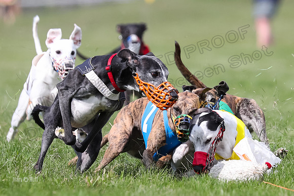 Program 2 Race 8, Bolty Amp Ready Meat Loaf Bogie Cheers-3329