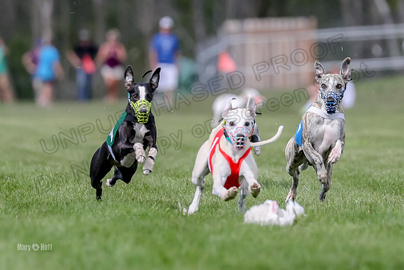 Program 2, Race 3, Oscar Denim Beck Jett Squiggles Stella -3100