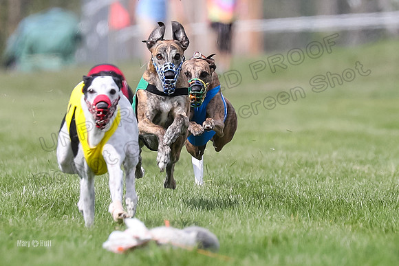 Program 2 Race 8, Bolty Amp Ready Meat Loaf Bogie Cheers-3317