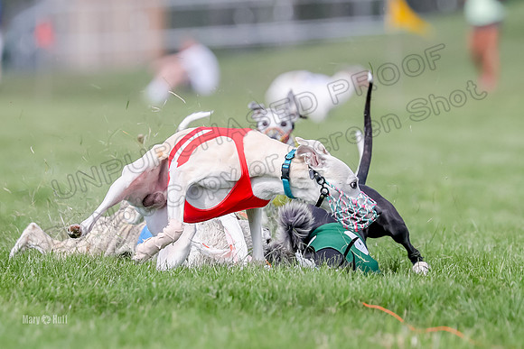 Program 2, Race 3, Oscar Denim Beck Jett Squiggles Stella -3109