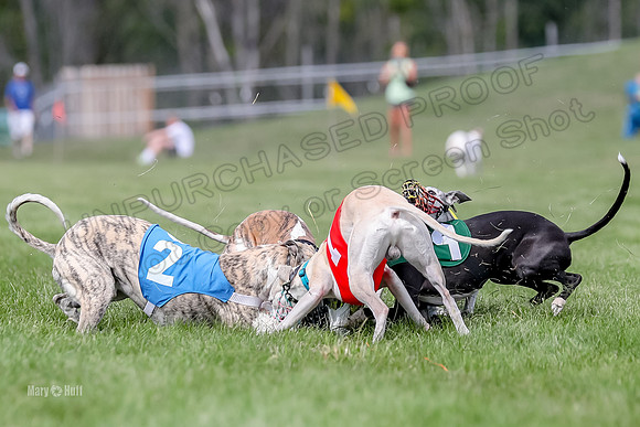 Program 2, Race 3, Oscar Denim Beck Jett Squiggles Stella -3122