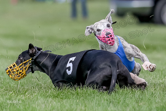 Program 2 Race 5, Chip Clara Ace Tie-Dye Ringo Strummer-3203