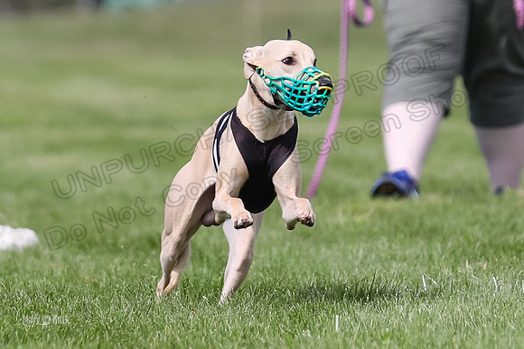 Program 2, Race 1 Puppy, Piper Maverick-3027