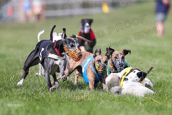 Program 2 Race 8, Bolty Amp Ready Meat Loaf Bogie Cheers-3327
