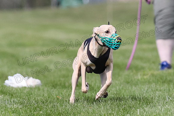 Program 2 Race 1 Puppy, Piper Maverick-3026